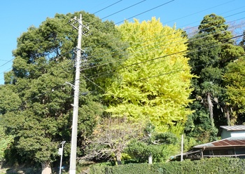 P1001604.jpg
